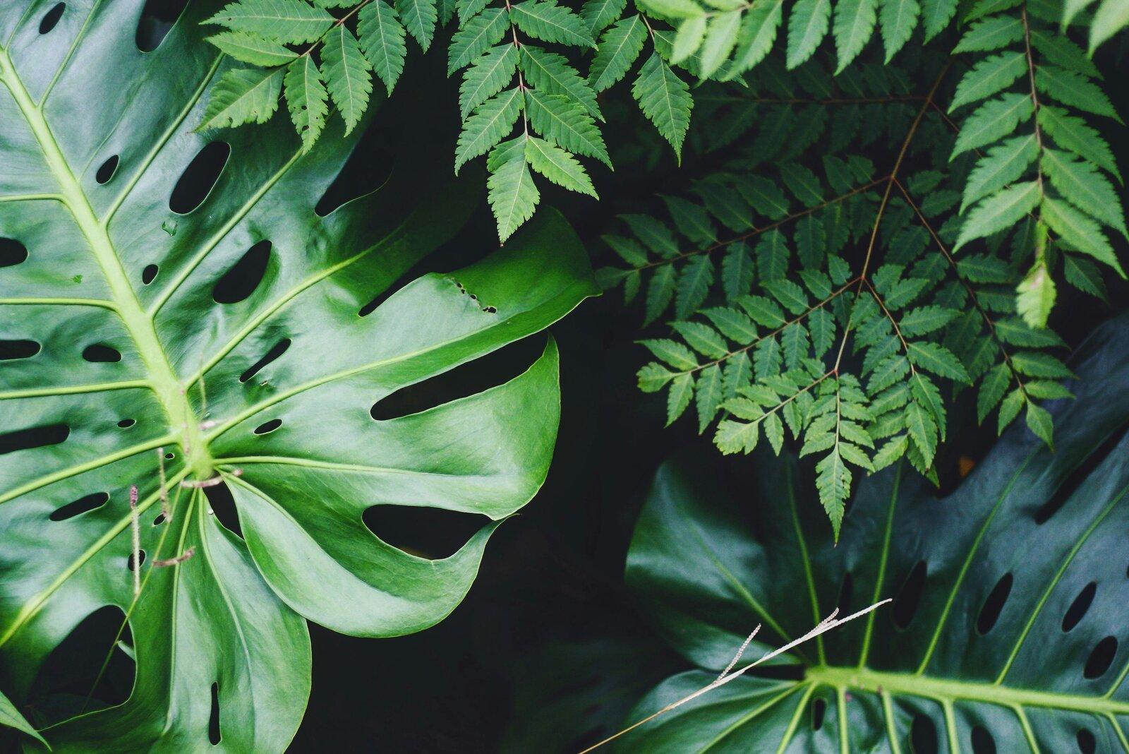 Medicinal herbs and plant bioactives